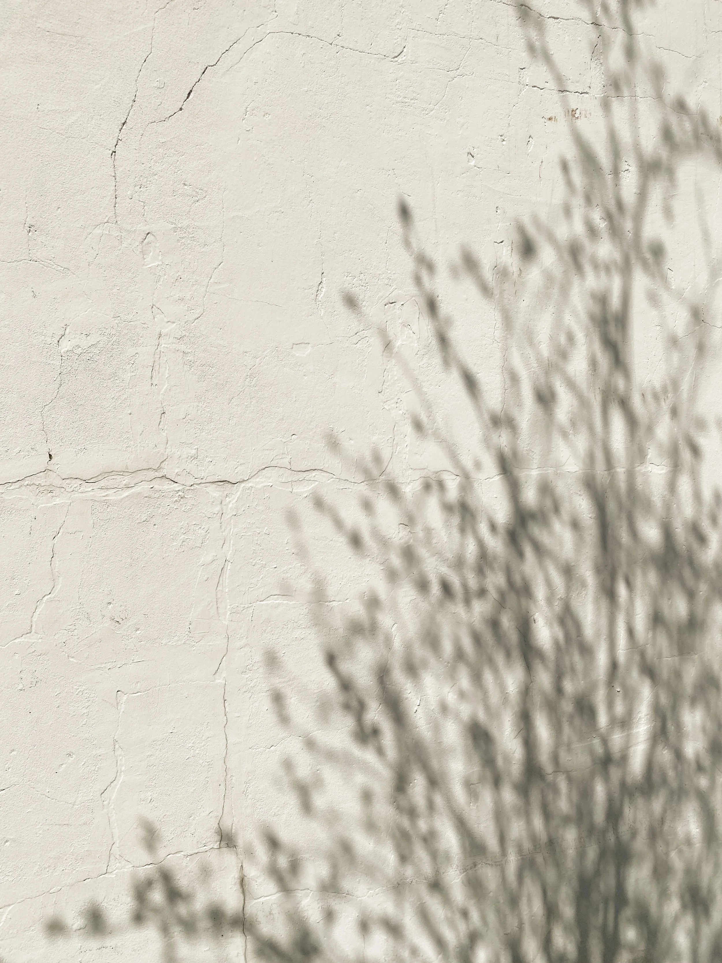Shadows of a plant cast on a textured, cracked white wall under bright sunlight.