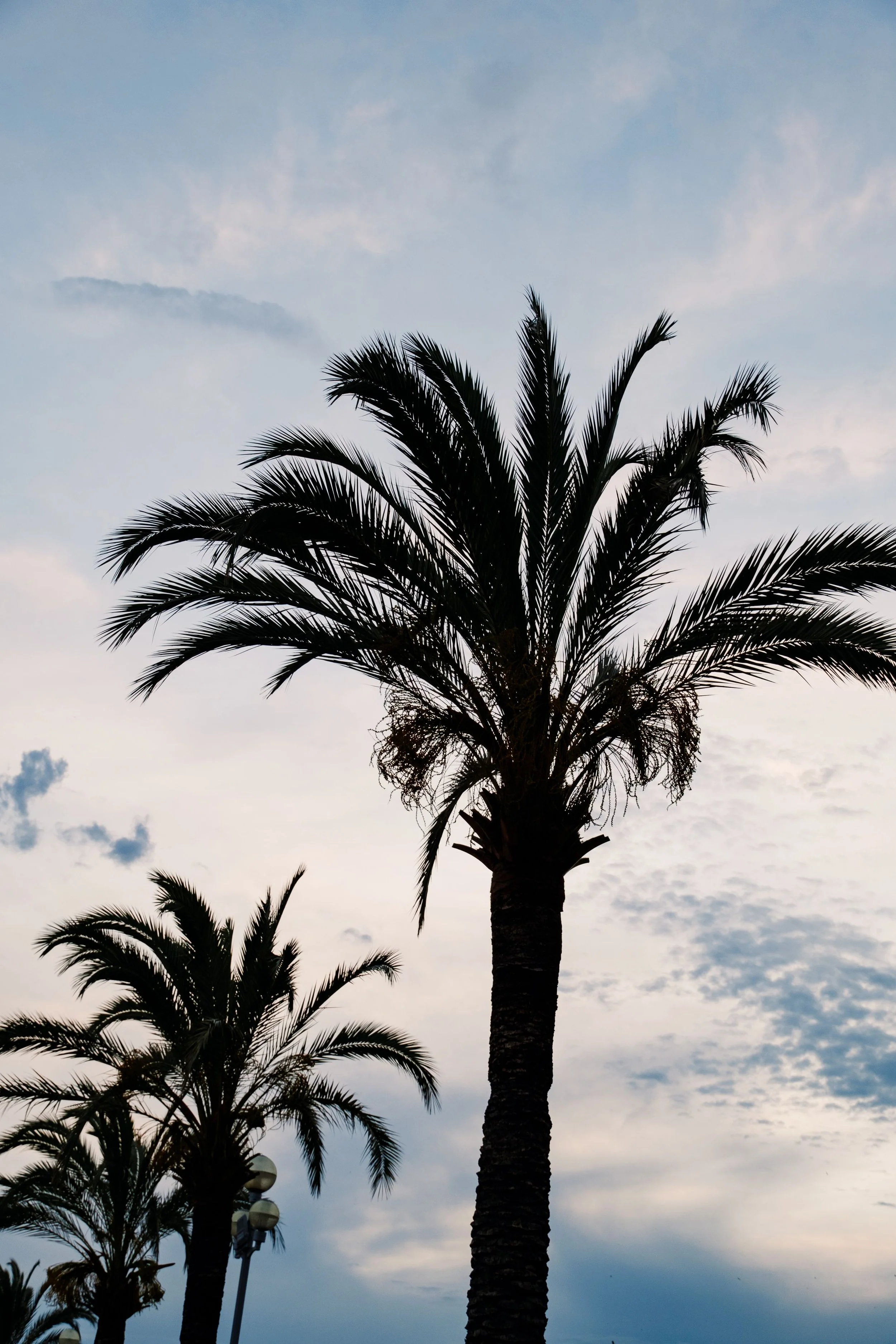 Silhouettes of tall palm trees against a cloudy sky at dusk or dawn.