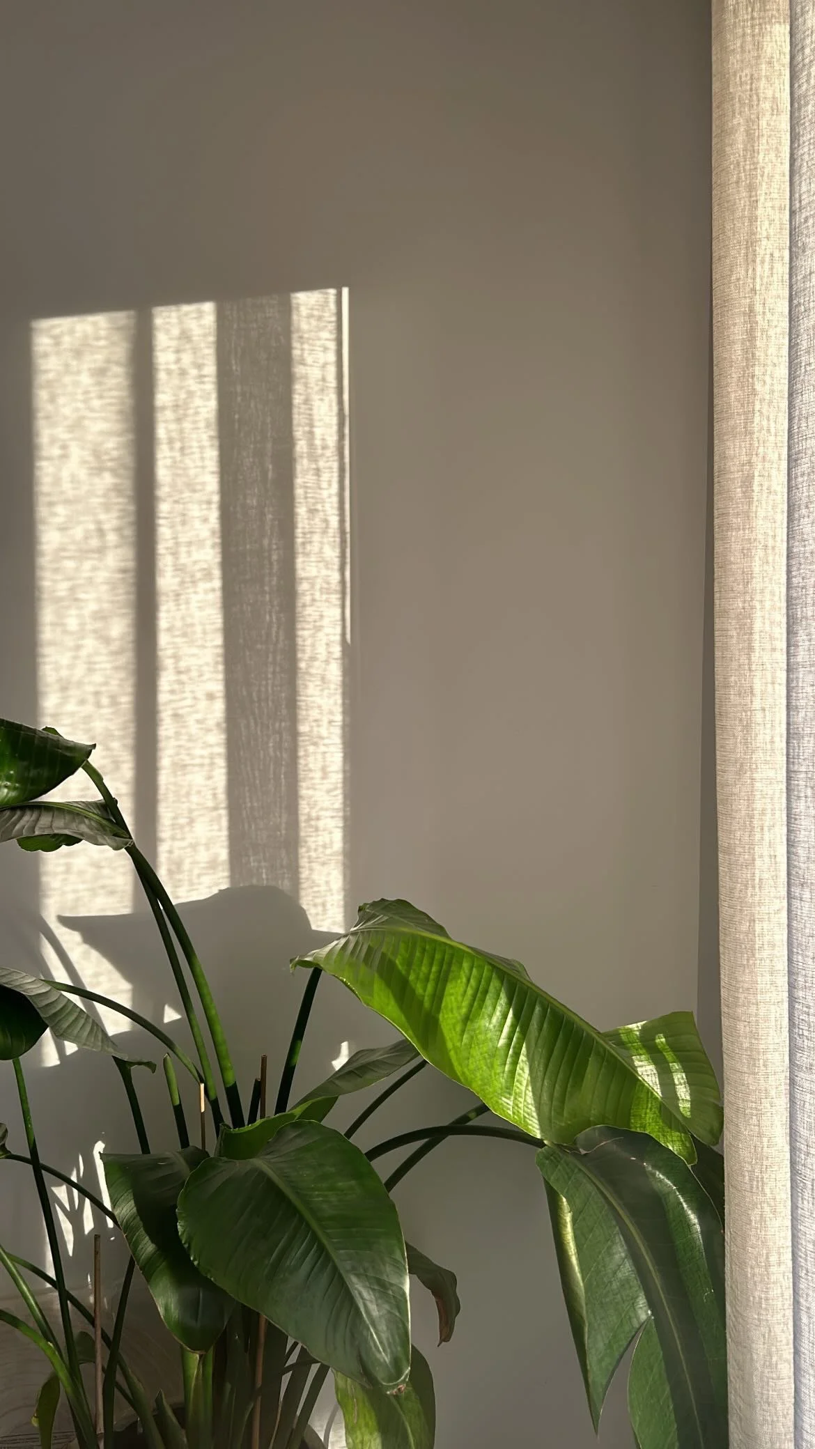Sunlight streaming through a window onto a white wall with striped shadows, next to beige curtains, with green leafy houseplants in the foreground.