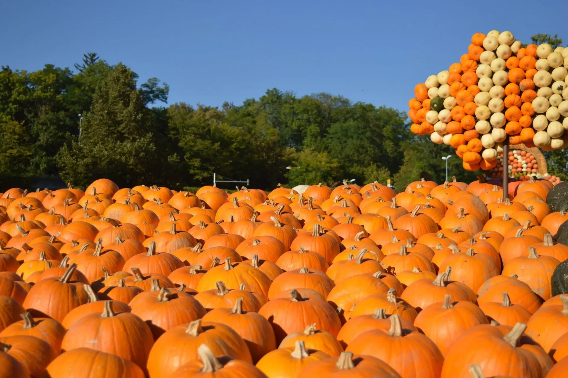 Havana Mainstreet 26th Annual PumpkinFest
