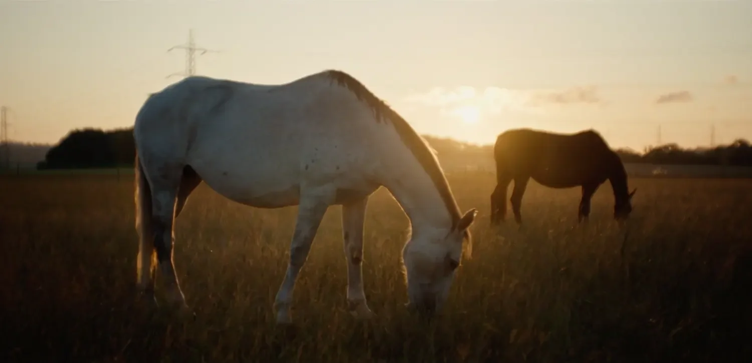 anmore-dressage-banner.webp