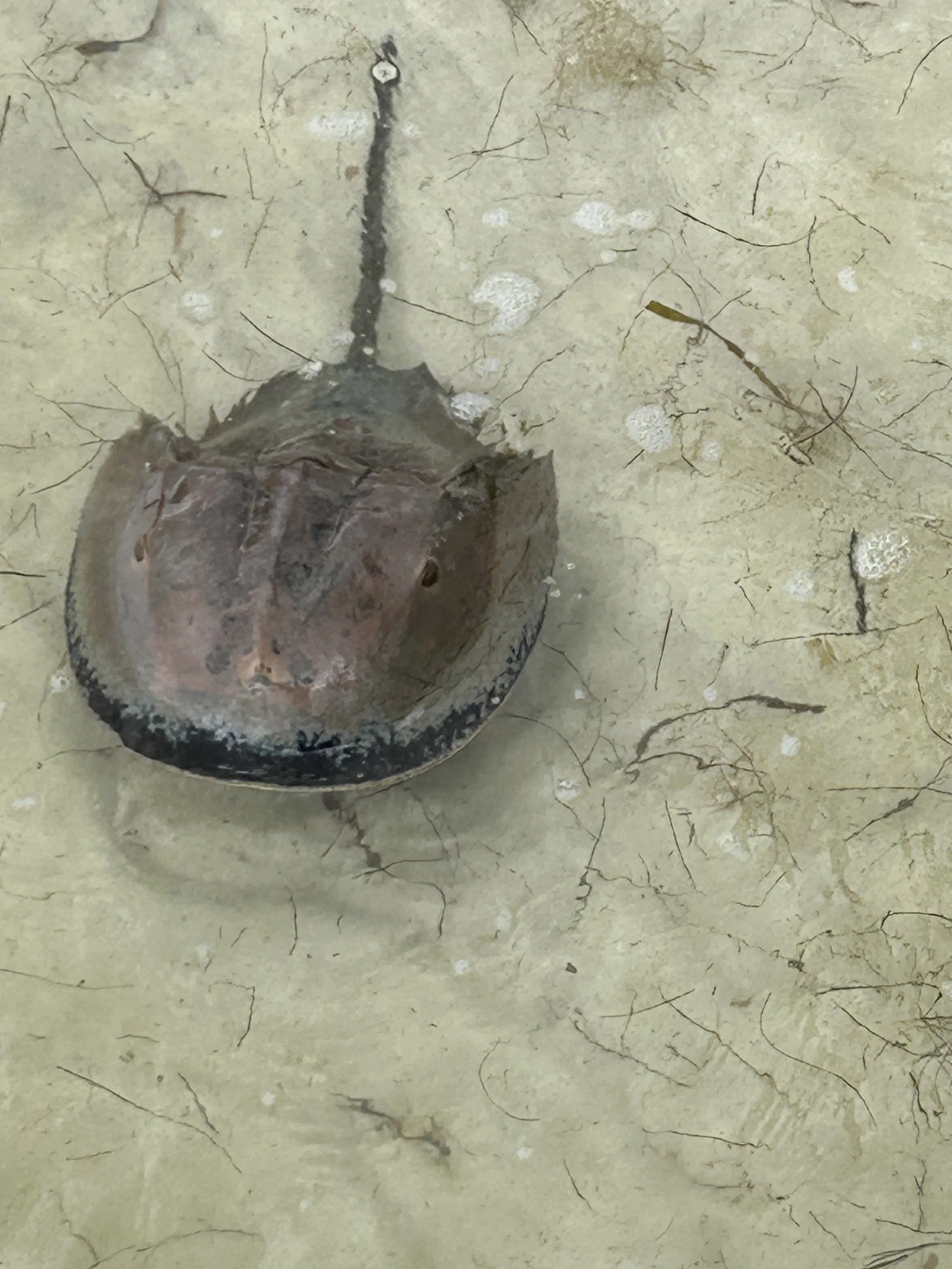 In Search of the Ancient Horseshoe Crab