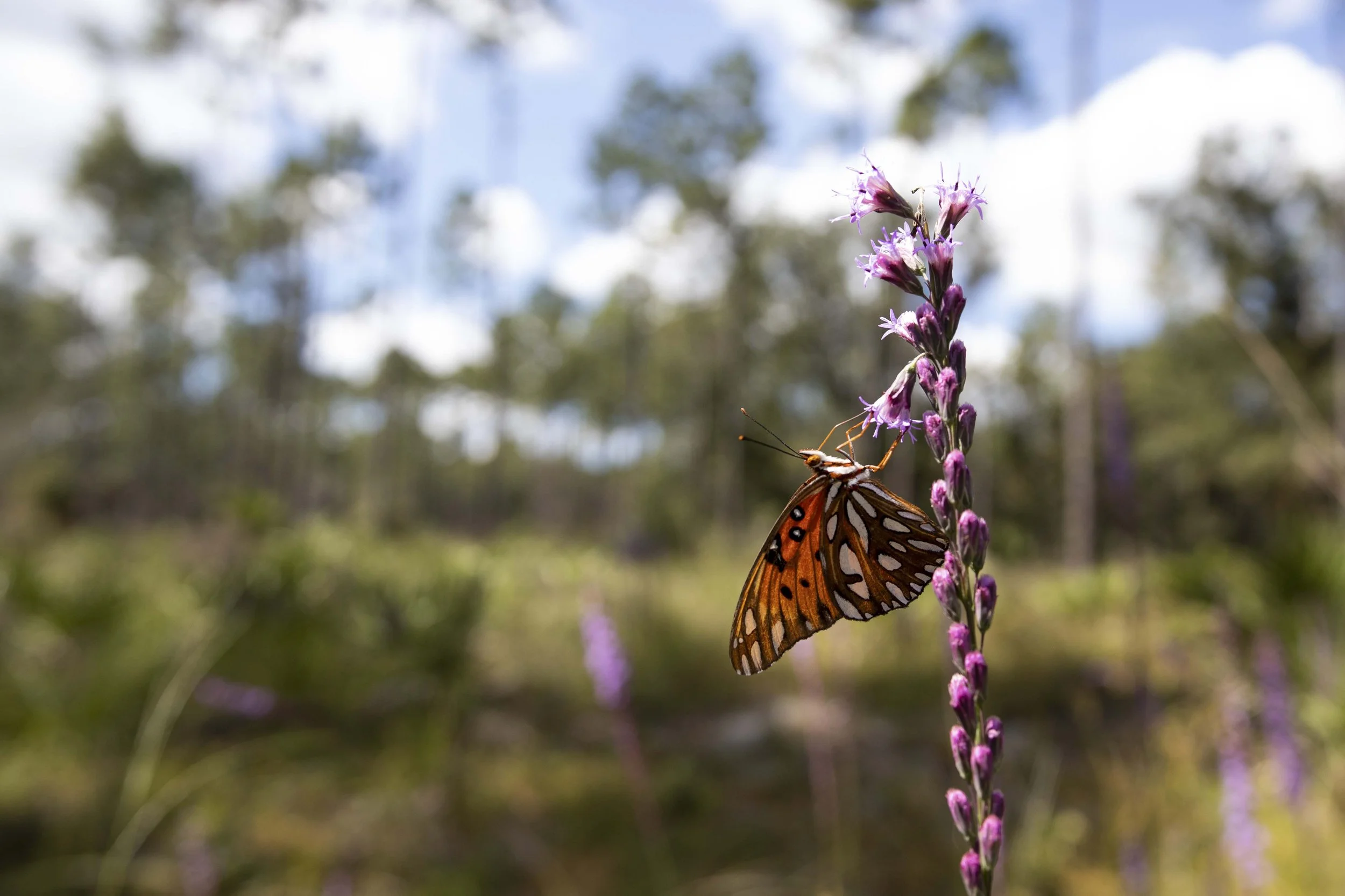 UF/IFAS invites Floridians of all ages to join the Great Southeast Pollinator Census Aug. 21-22