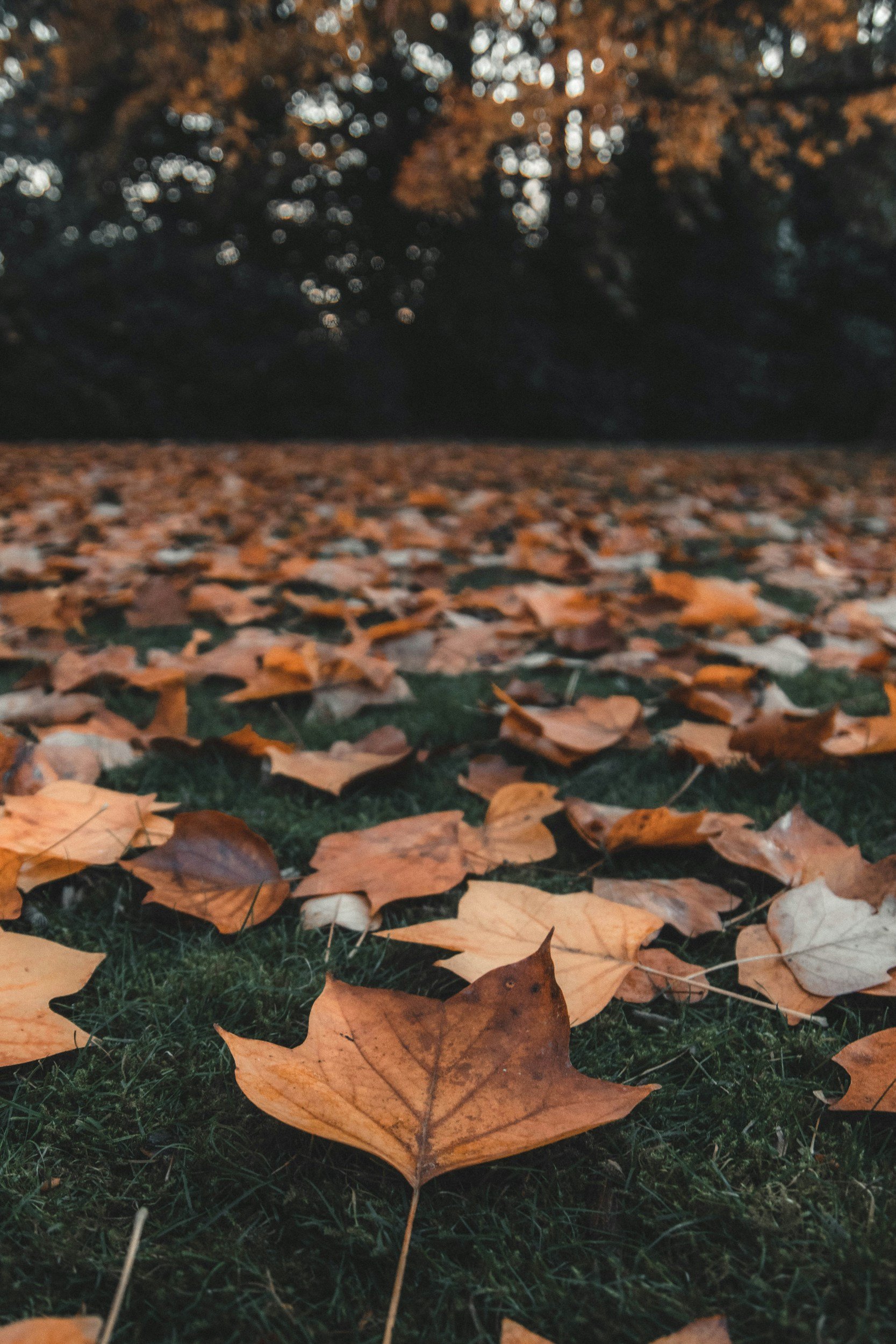 Close-up of fallen orange and brown autumn leaves on green grass with a blurred background of trees with fall foliage.