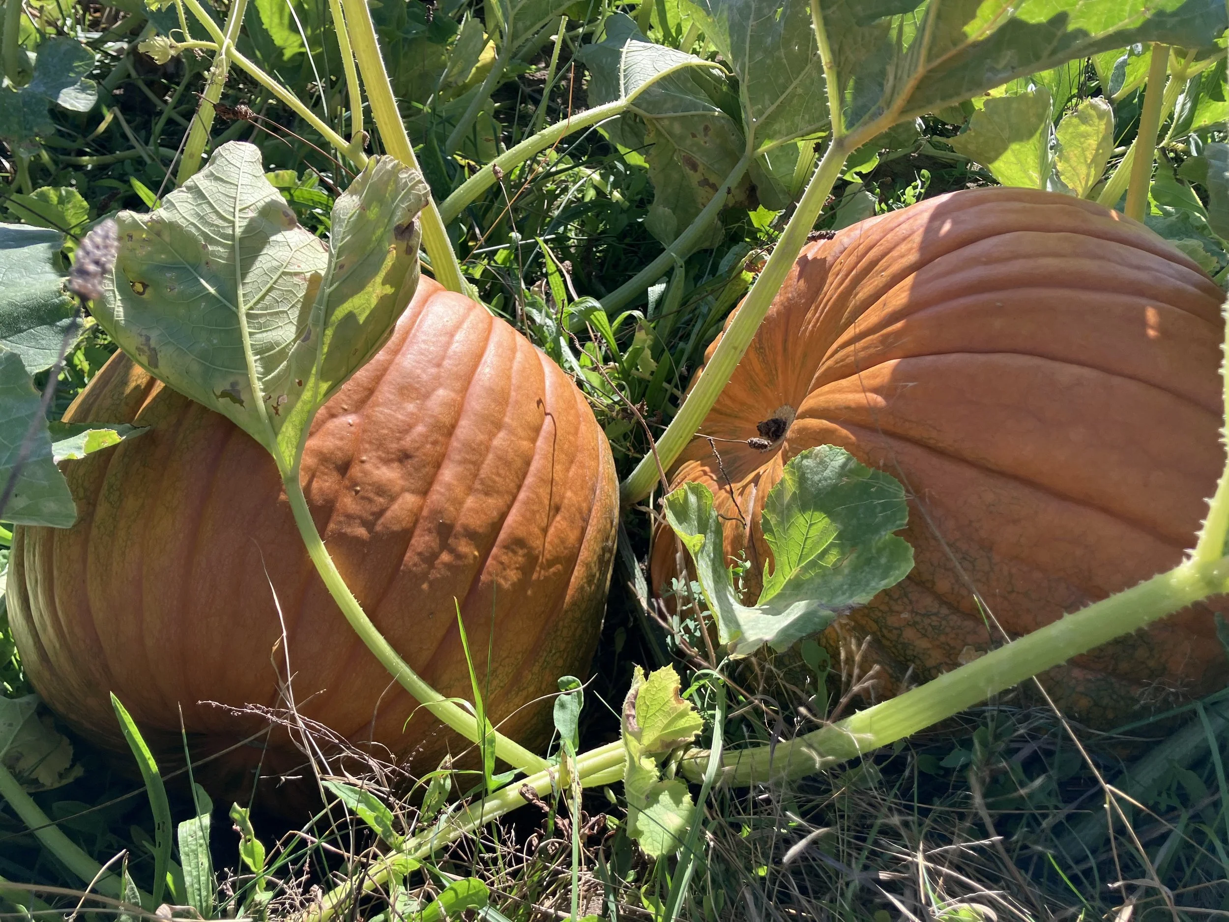 Samhain Festival