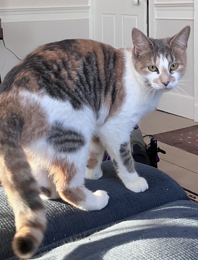 A grumpy-looking calico cat standing on a recliner's footrest
