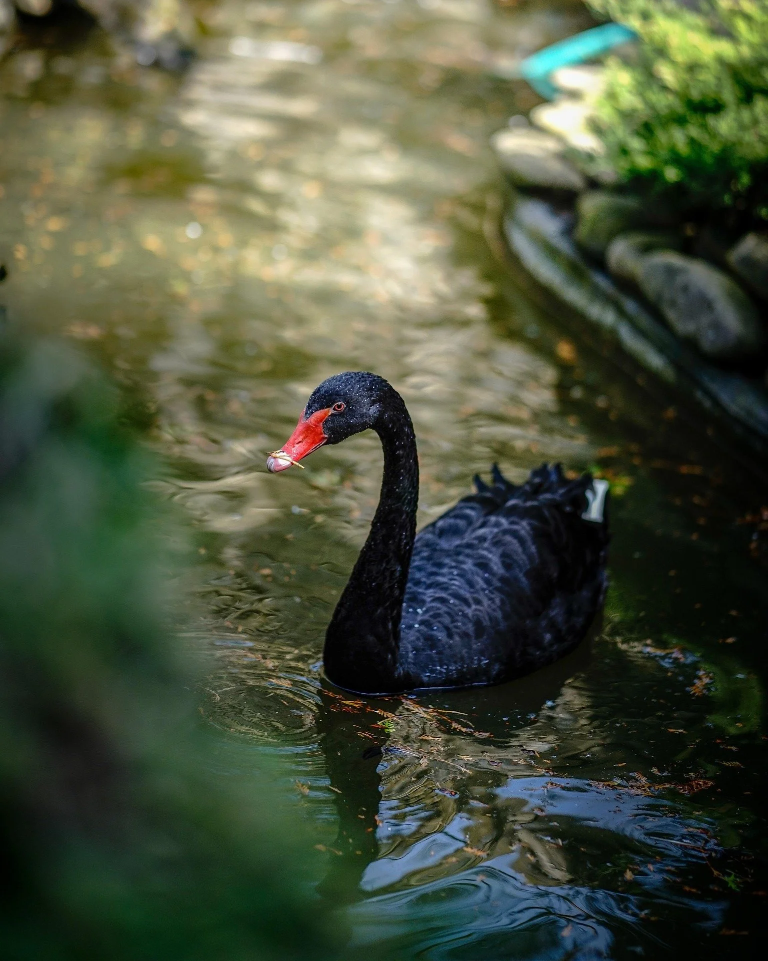 Ego, Black Swans, and the Decision to Buy or Rent
