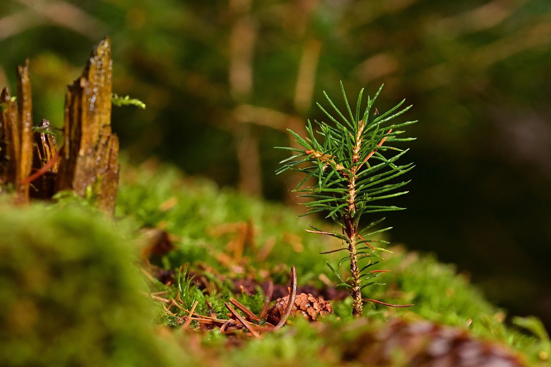 Time, Trees, and The Future