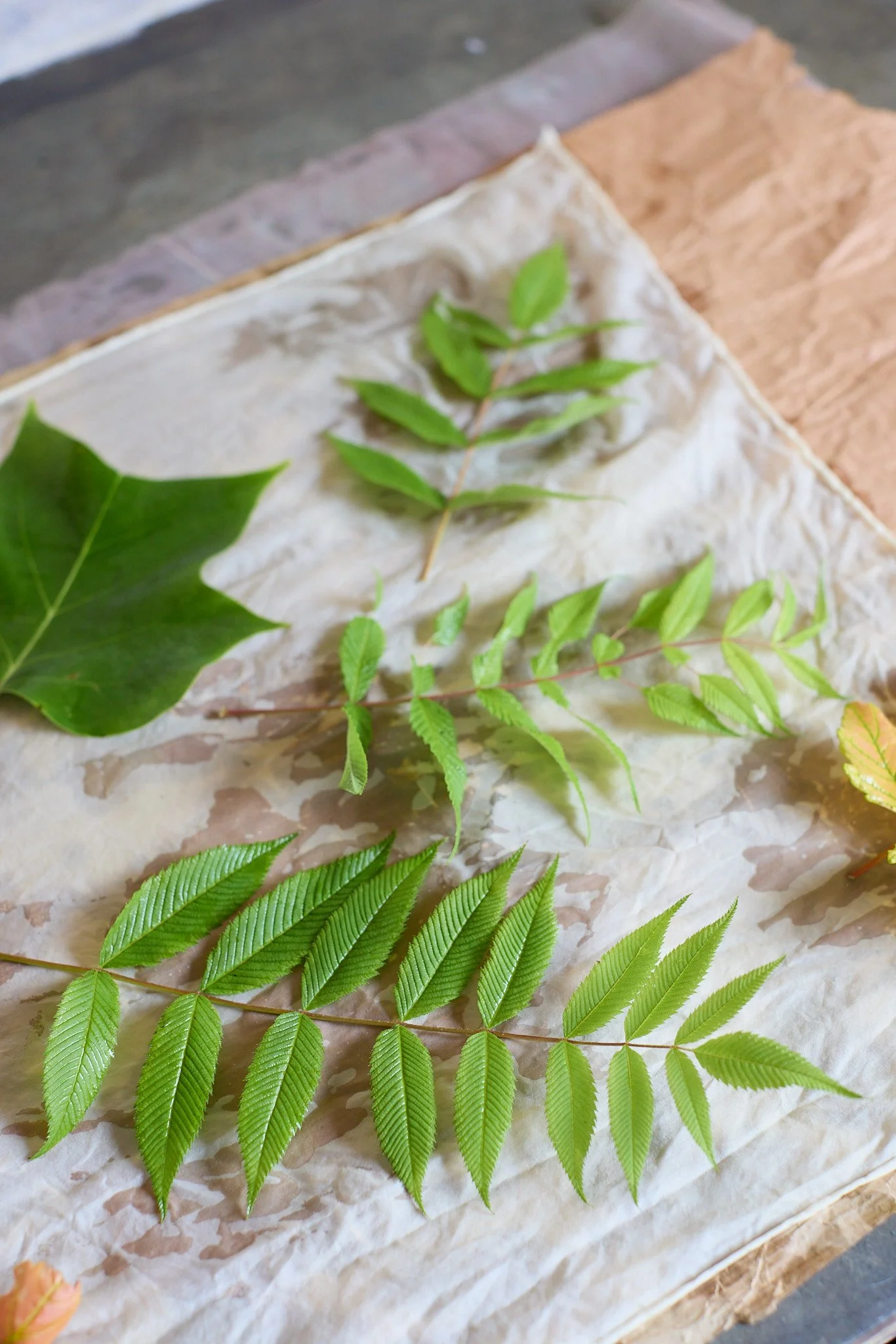 Botanical printing course  June 27th