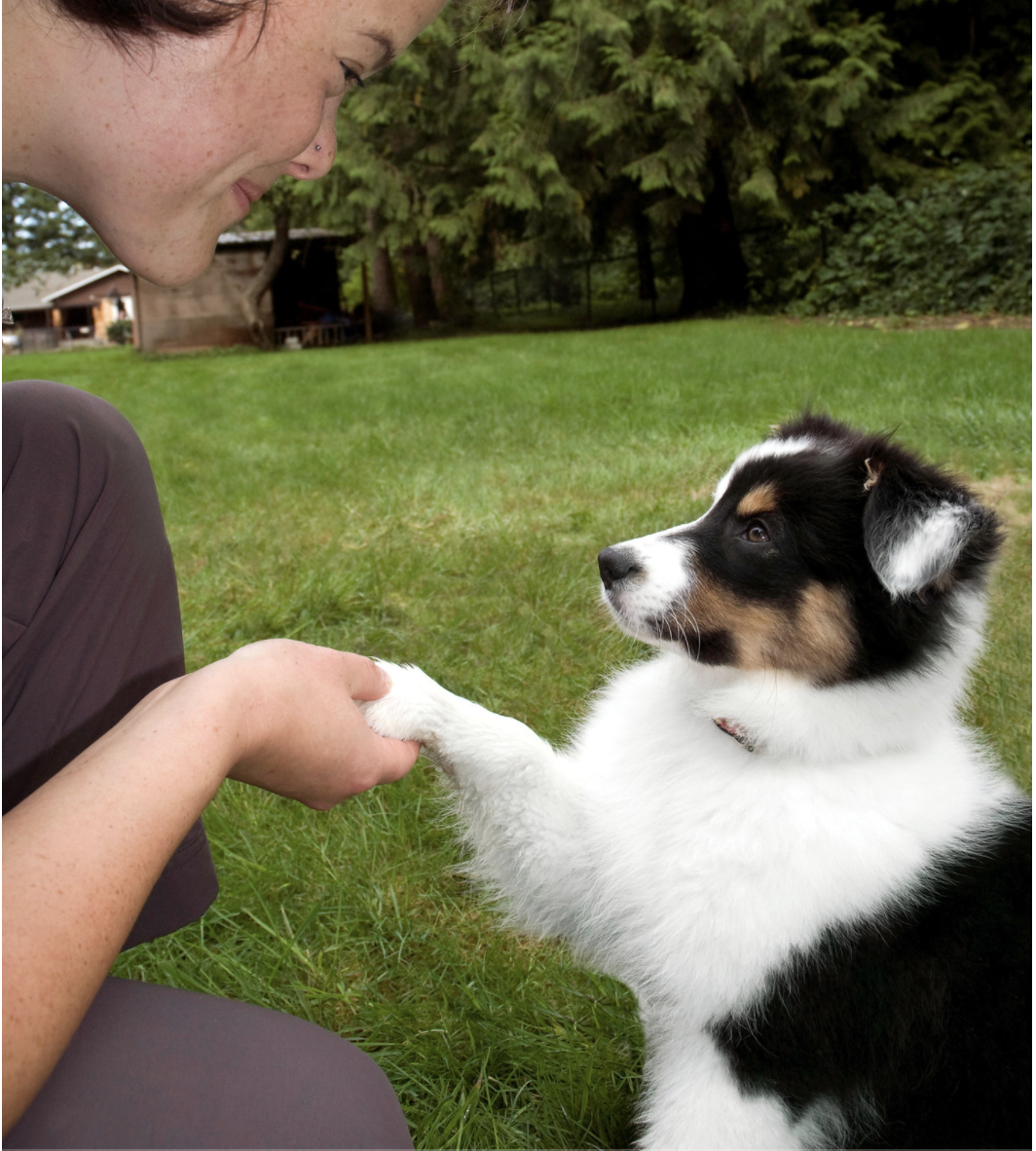 Australian Shepherd puppy is next to an outdoor agility arena.