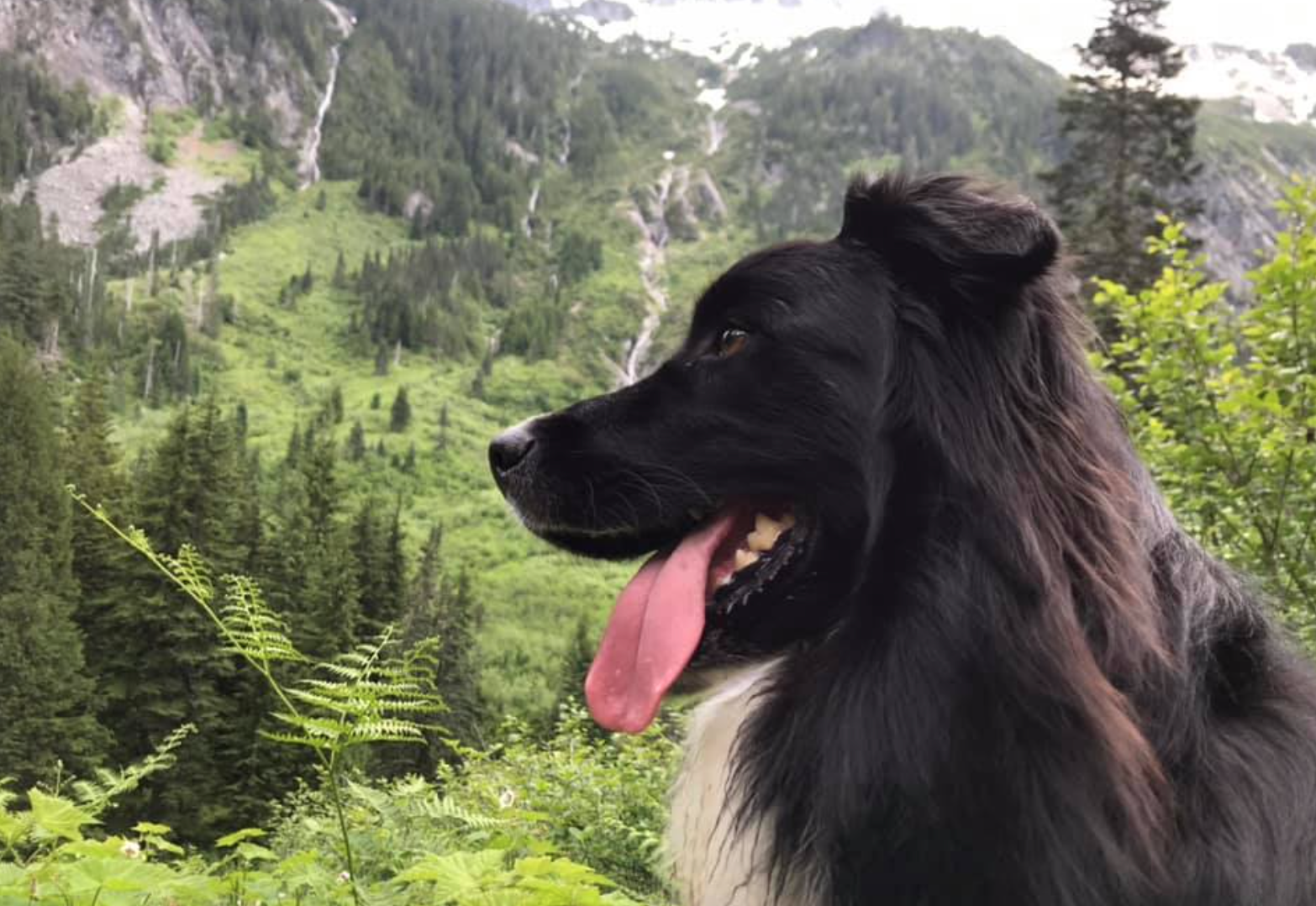Aussie dog on a hike in the mountains