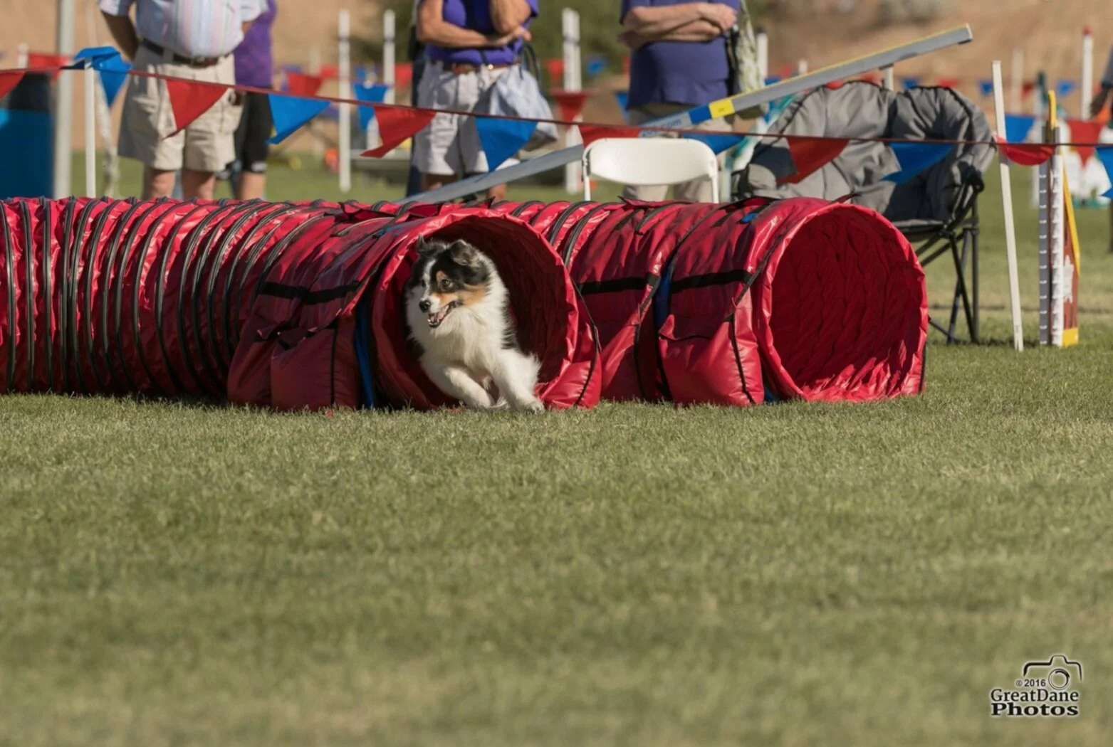 A dog running through a red agility tunnel during a dog agility competition