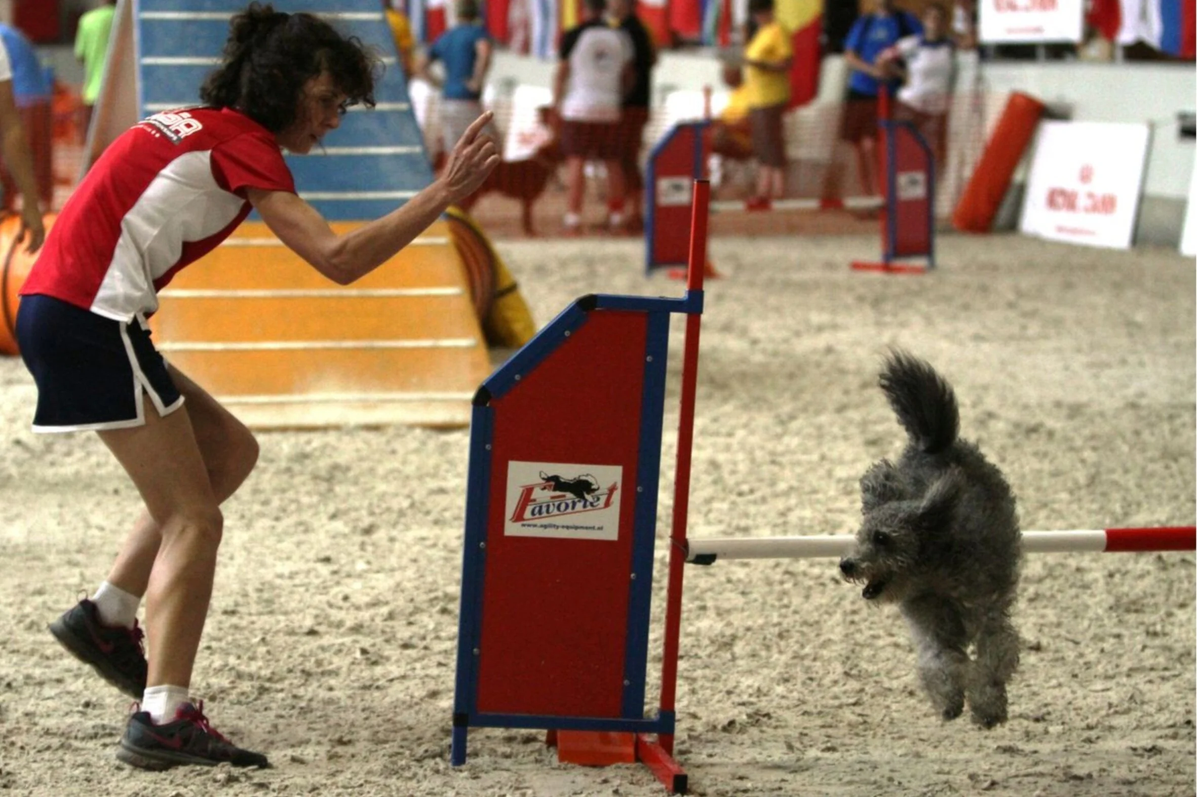 Karen Beattie Massey in a national agility dog competition, the pumi is jumping over an agility hurdle at an indoor dog agility event.