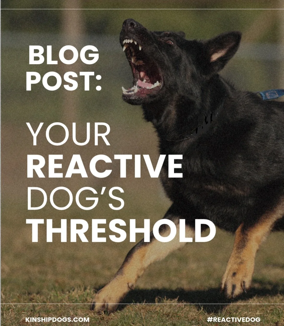 You asked for it, and here it is: our very first blog post is all about reactivity. Check back next Thursday for Part 2 in the Reactivity Series. 

The secret to calmer walks starts before the lunge. Click the link in our bio to read the blog. www.Ki