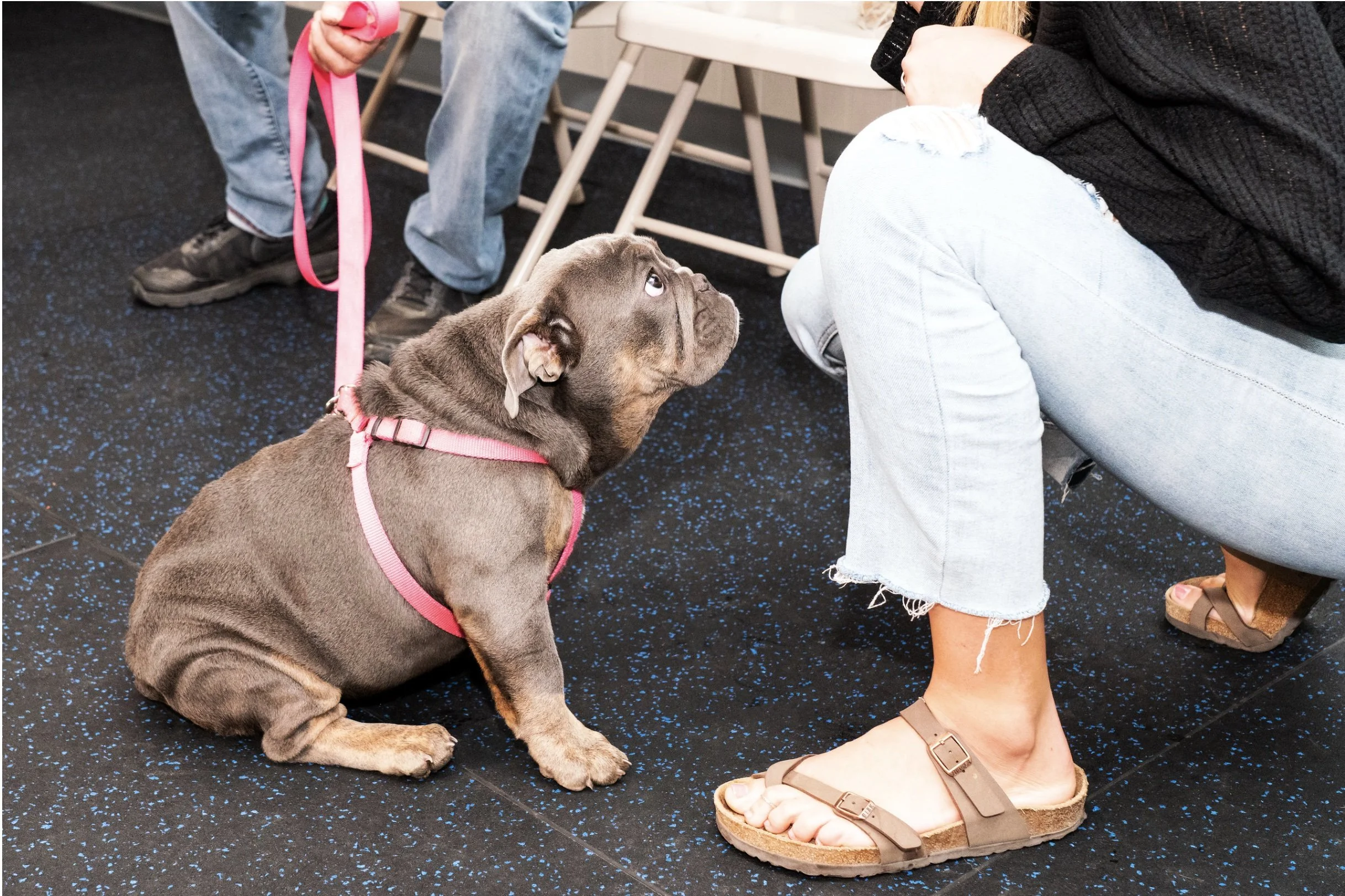 A sitting puppy looking up at a person sitting cross-legged on the floor, with another person standing nearby holding a leash.