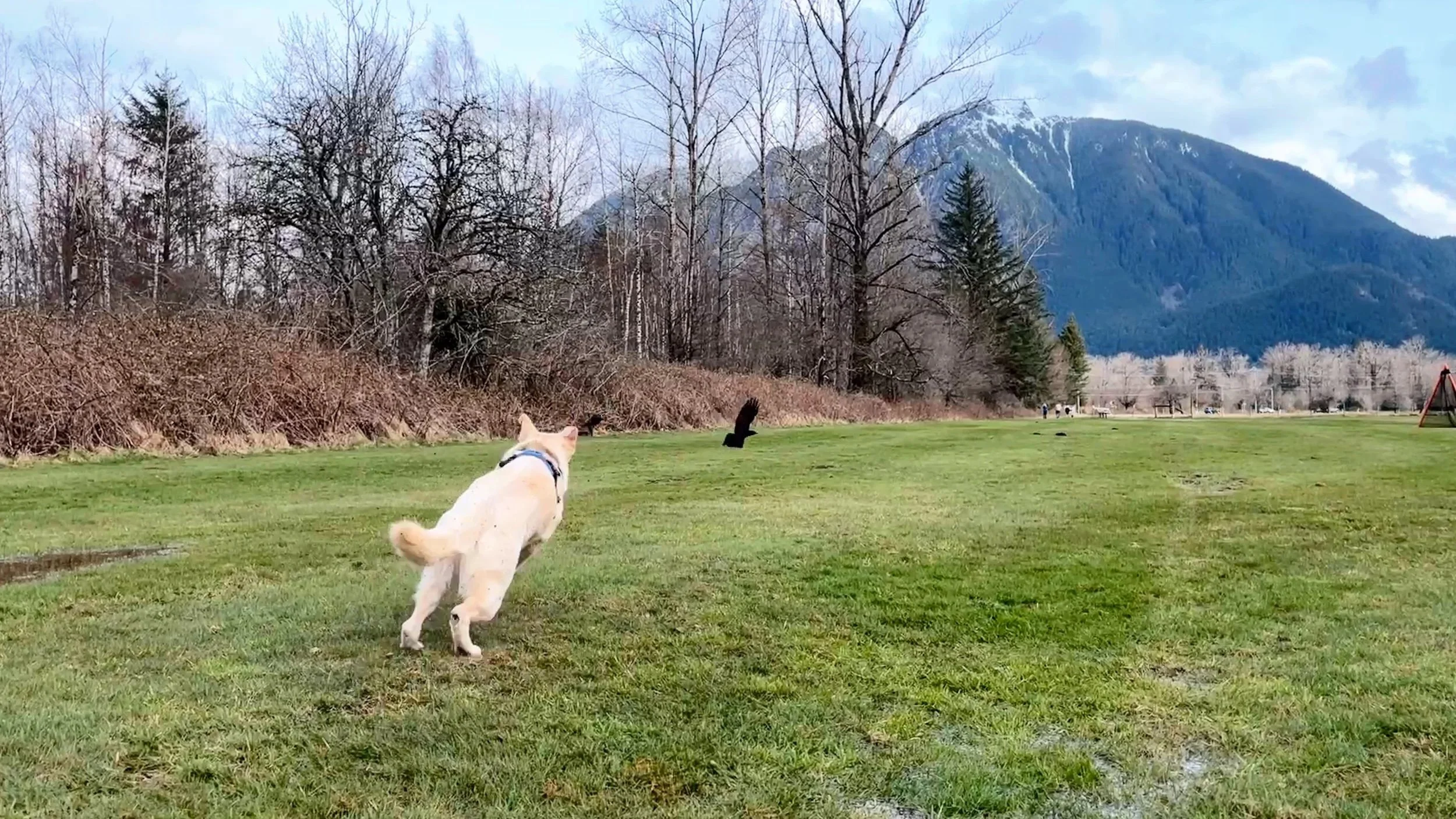 A mixed breed dog chasing a squirrel or other small animal