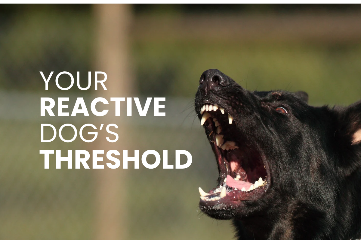stop dog barking on walks