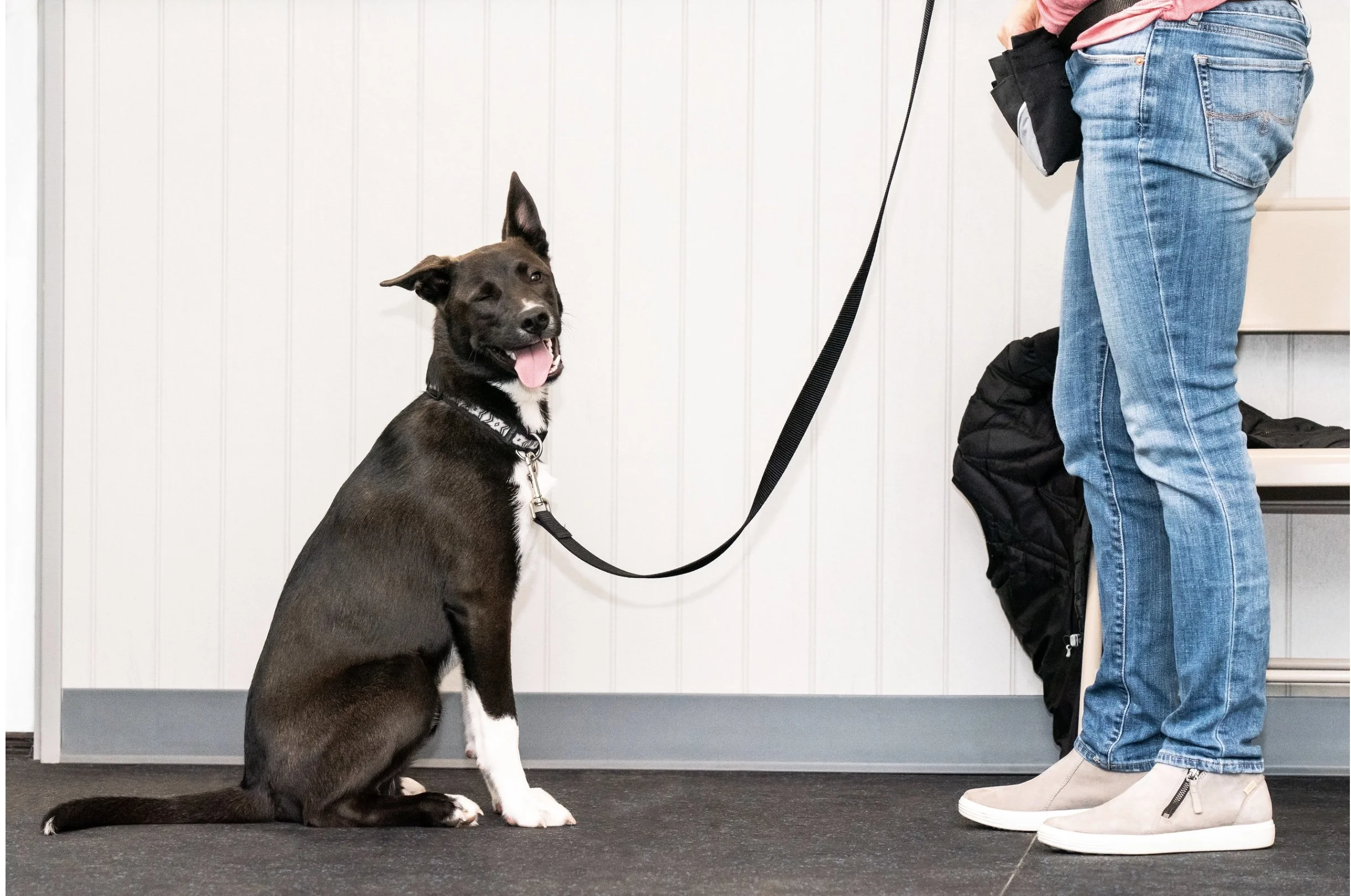 A mixed breed dog practicing good dog manners