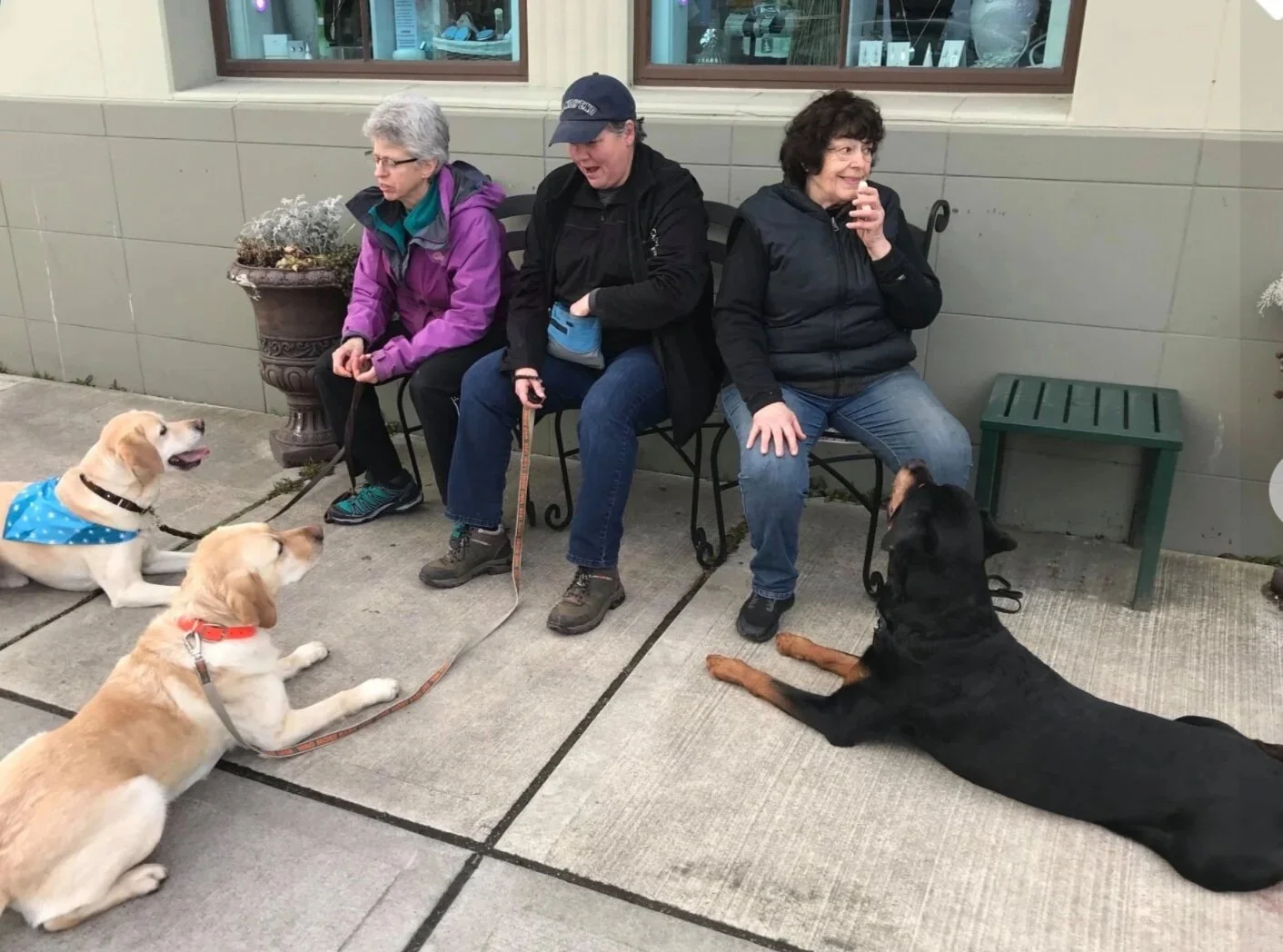 one dog lying or sitting, a yellow Labrador with a blue bandana, a rottweiler and another lab