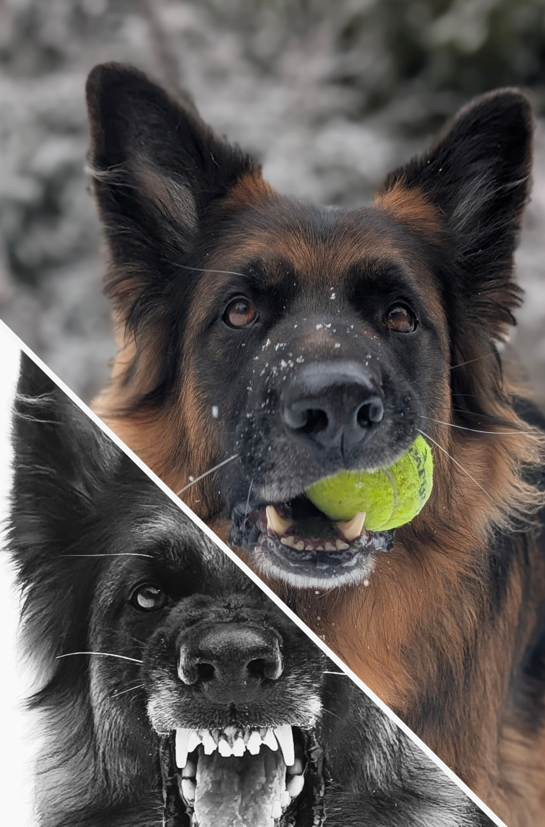 a german shepherd that was reactive to people and now is happy and playful