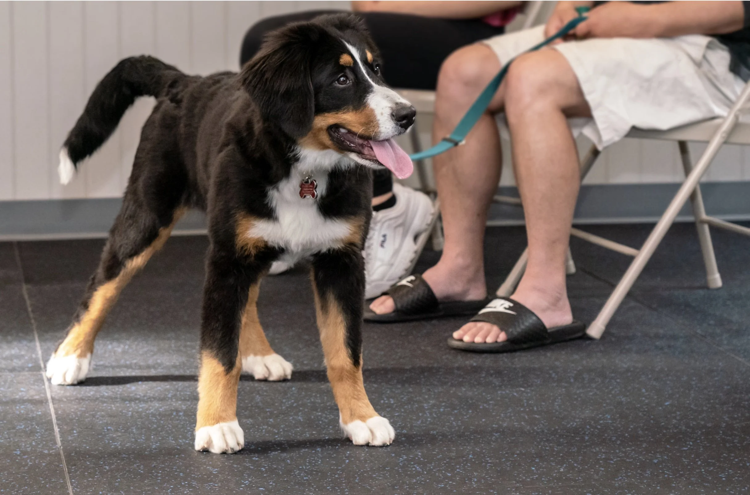 A young black, white, and tan puppy standing on a speckled black floor, with people sitting in the background.