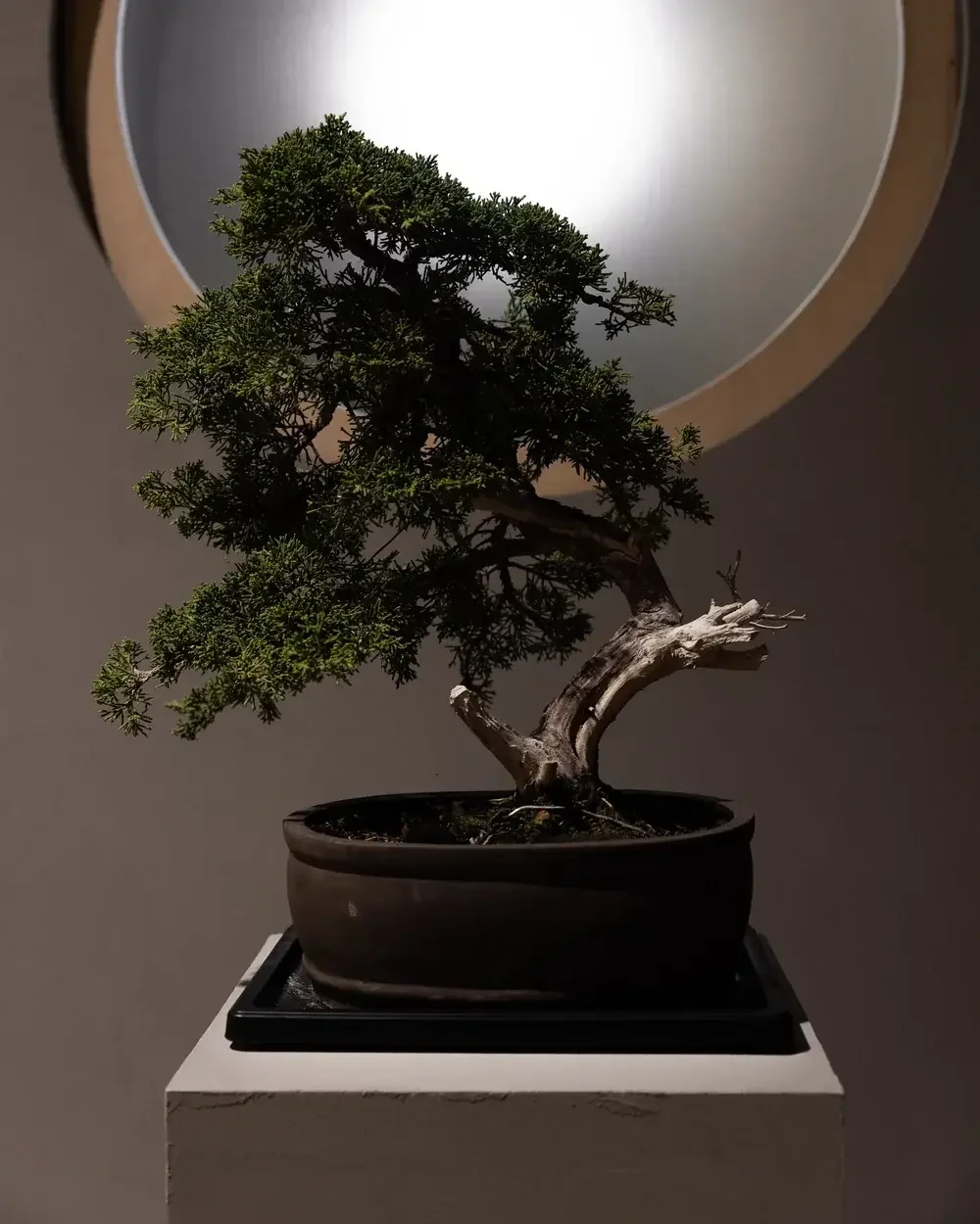 A juniper bonsai tree with a curved trunk in a dark pot.