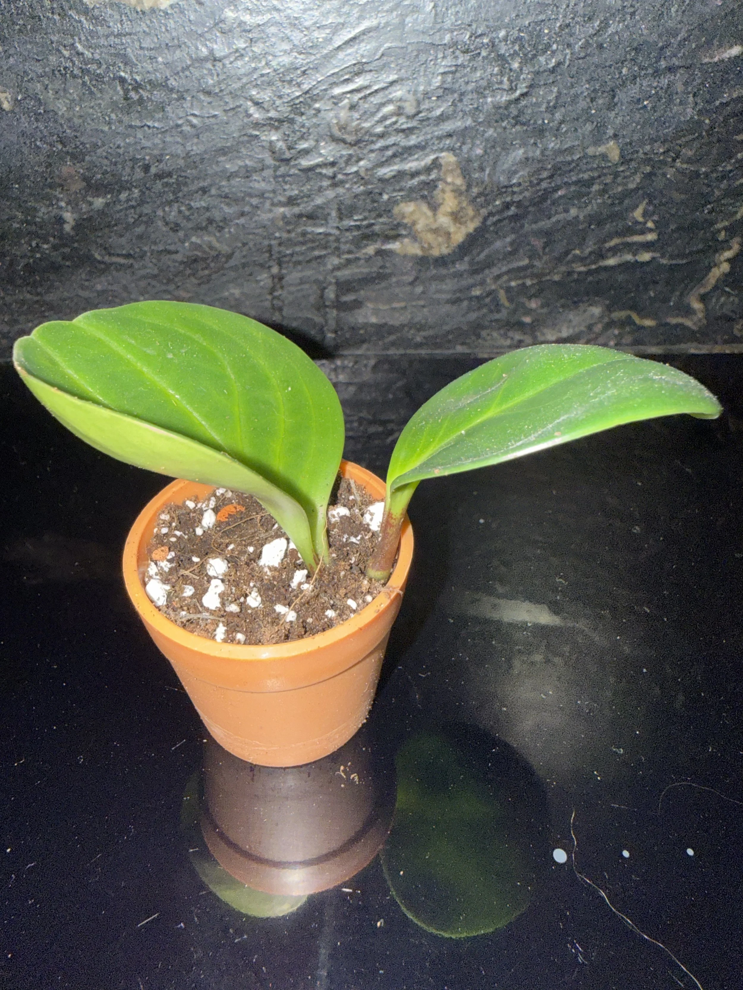 Established Peperomia Obtusifolia