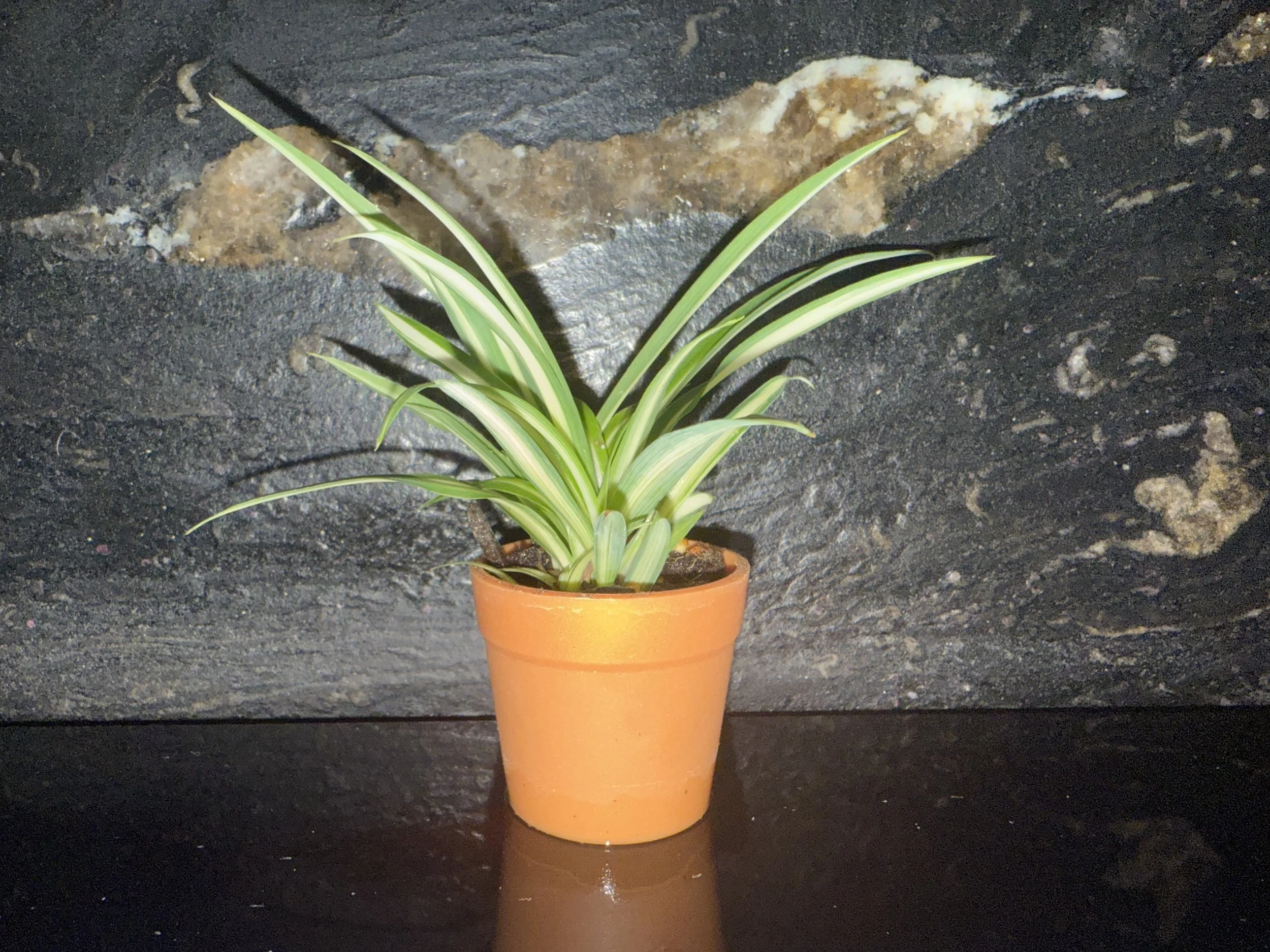 Established Spider Plant – 1” Pot