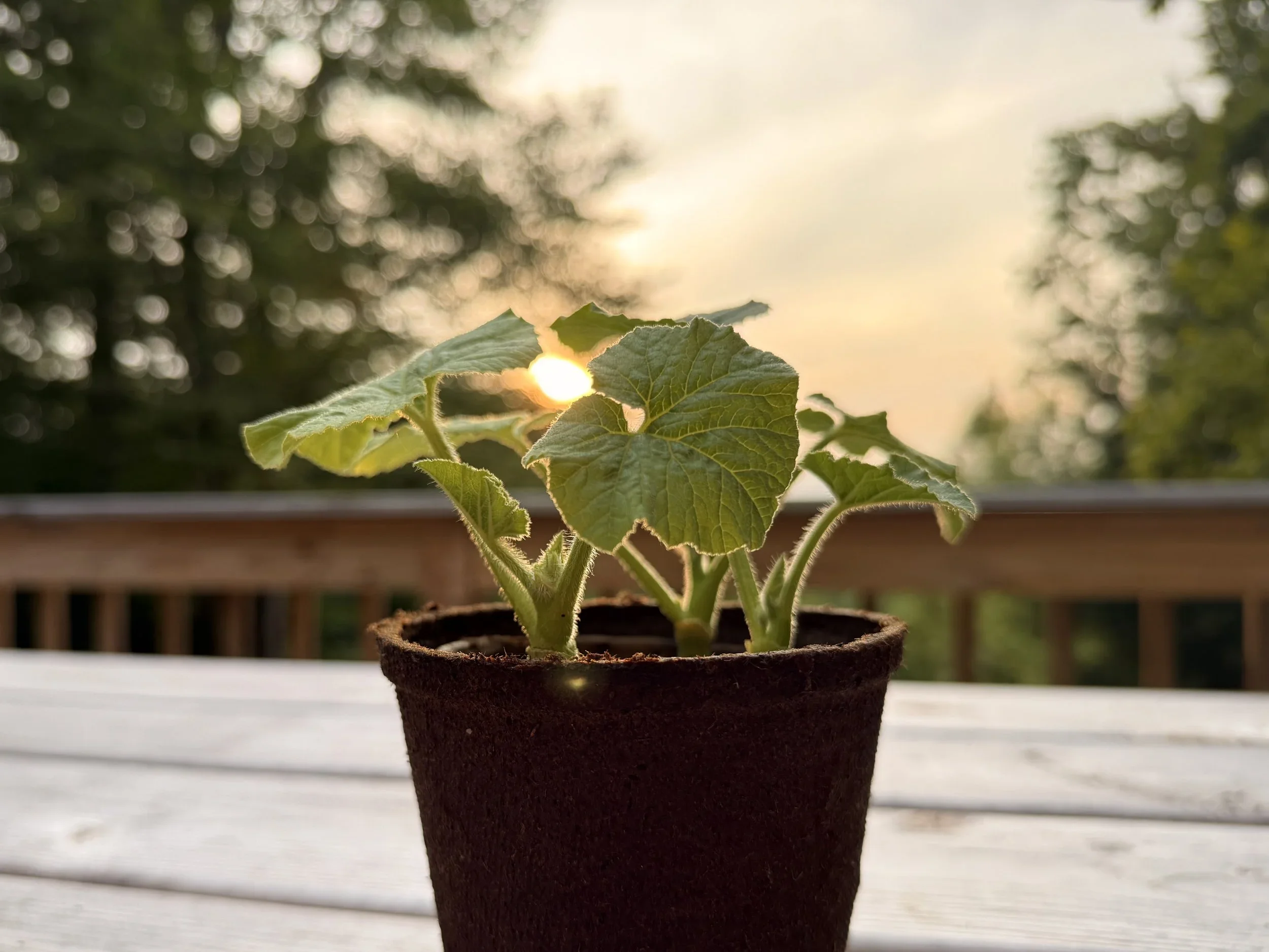 Start Small, Grow Happy