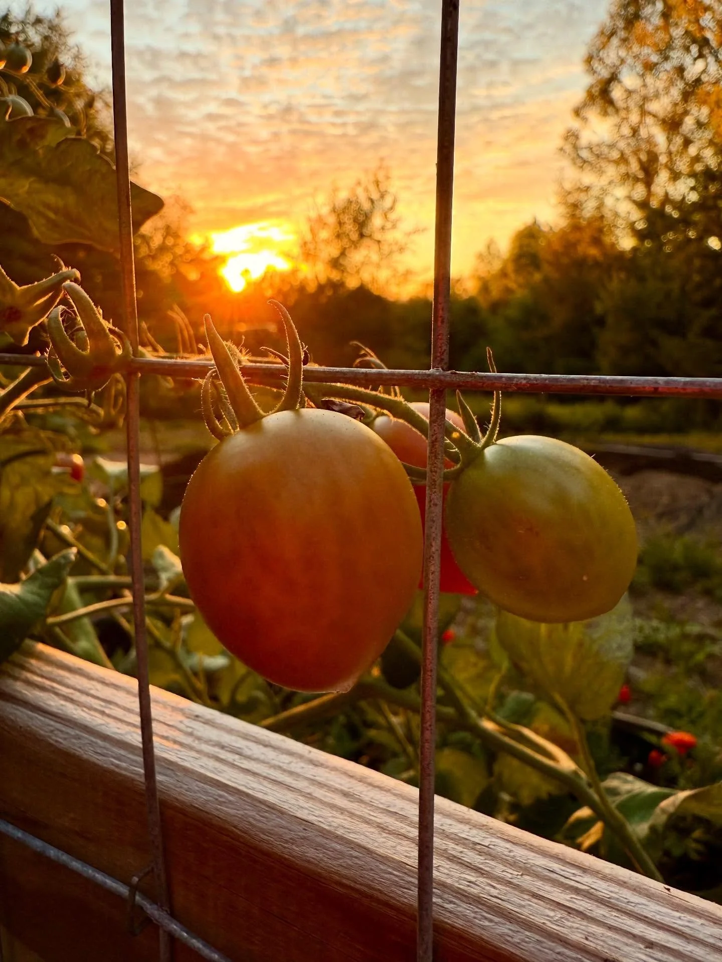 Golden hour in the garden 🌿 Tomatoes catching the last light, flowers glowing, kids playing in the yard. These fleeting pauses&mdash;after dinner, before dusk&mdash;are the ones that make a season feel whole. Cozy gardening isn&rsquo;t only about pl
