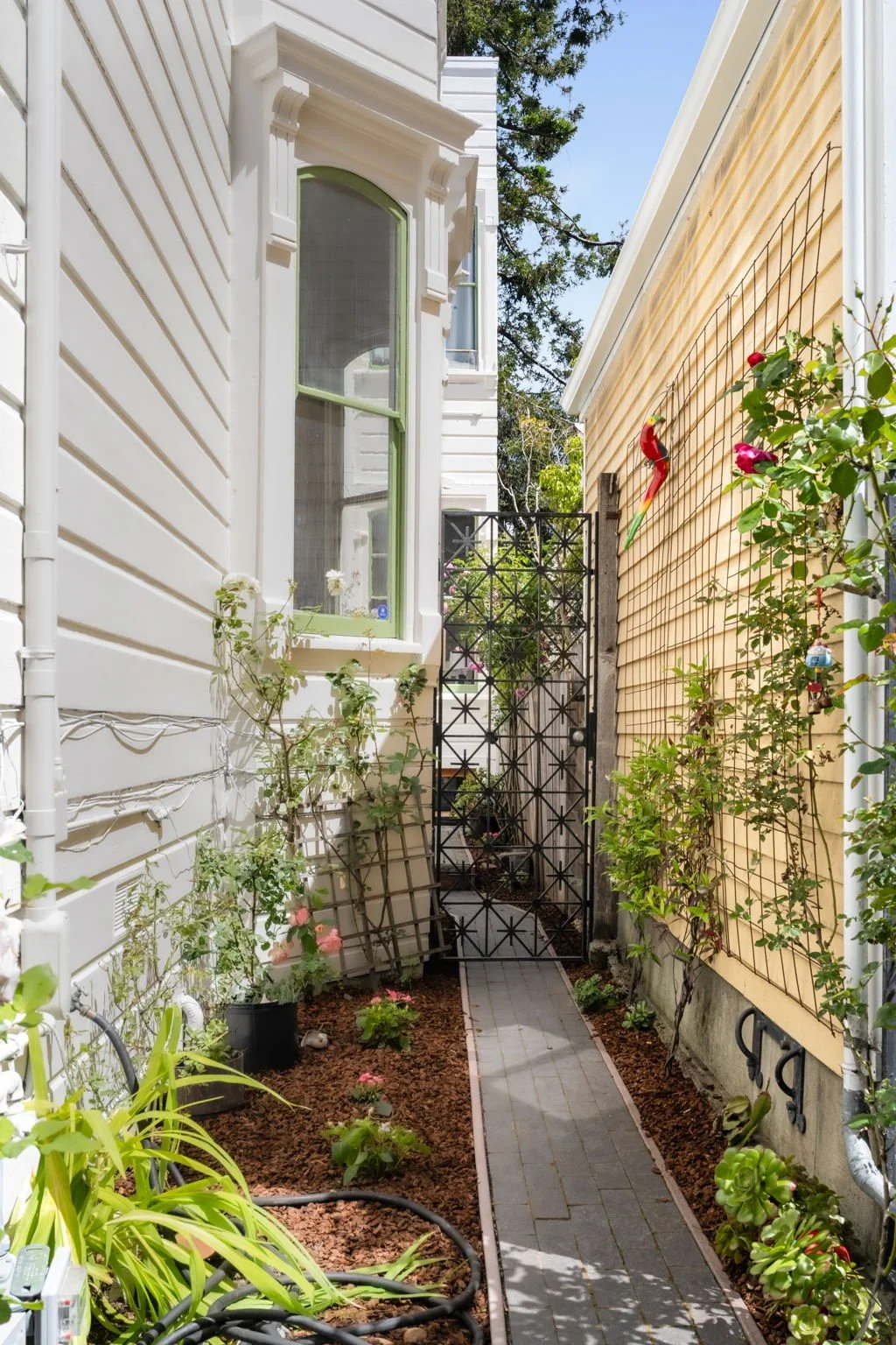 A narrow garden path with plants and flowers on both sides, a black metal gate at the end, between a white house with a bay window and a yellow house with a bird decoration on the wall, under a blue sky with trees in the background.
