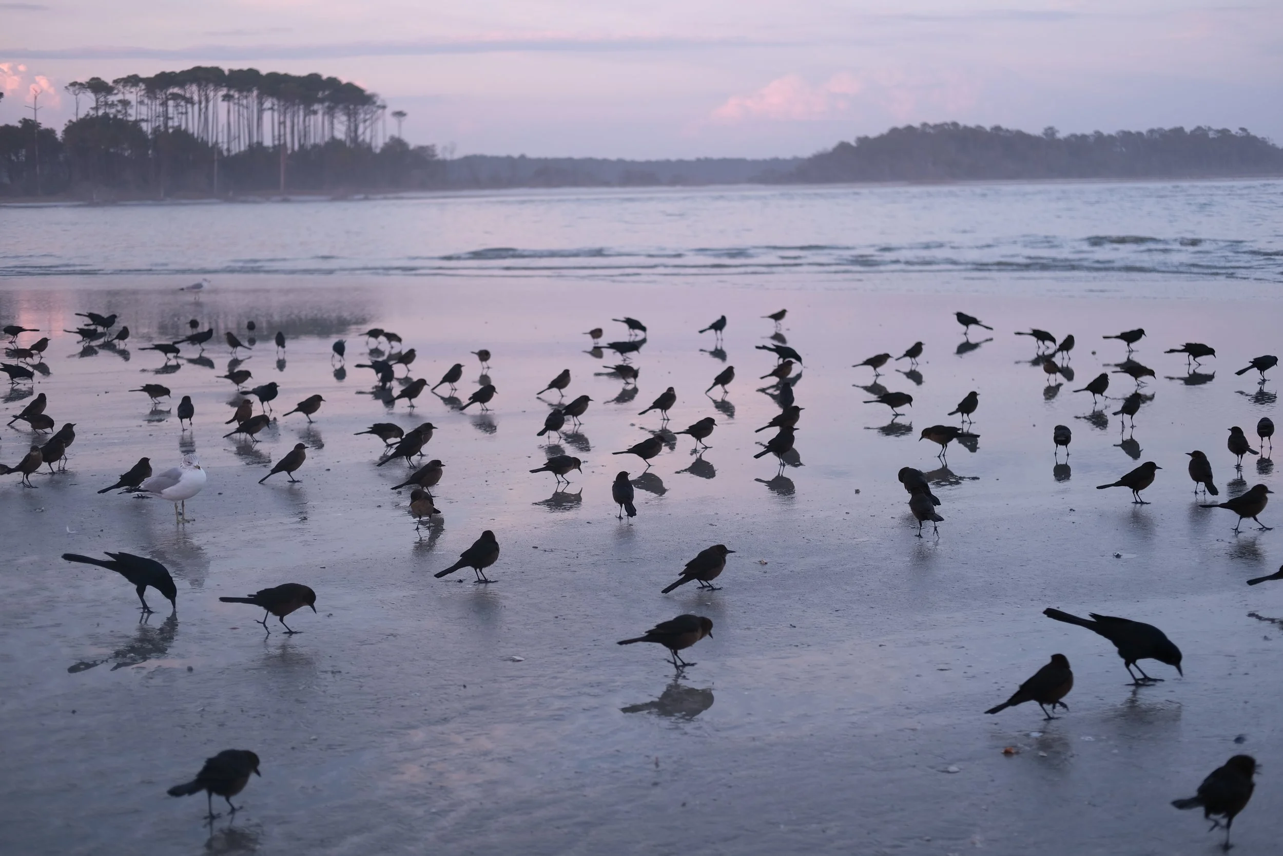 A flock of black terns and their reflections on a beach at sunrise