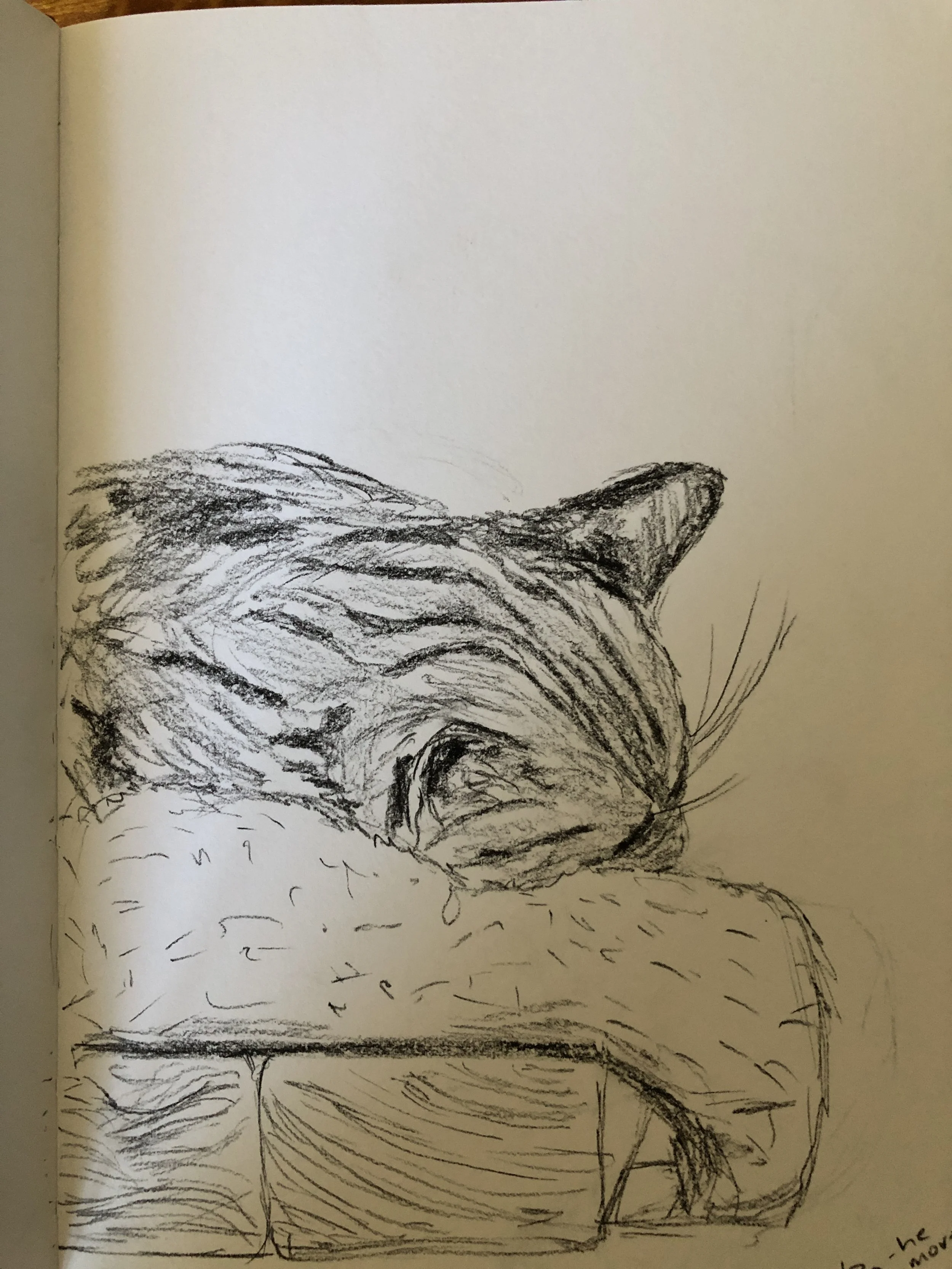 A charcoal and pencil drawing of a sleeping cat's head