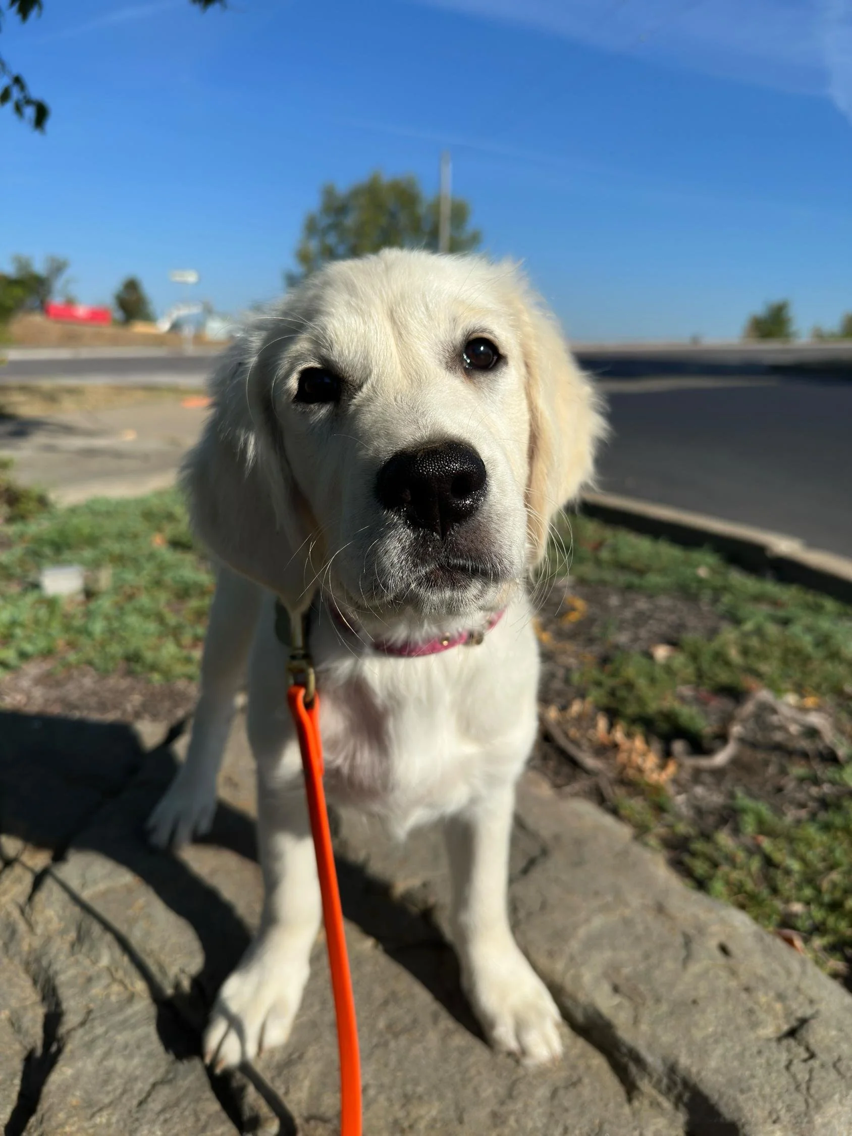Elsa at Puppy School