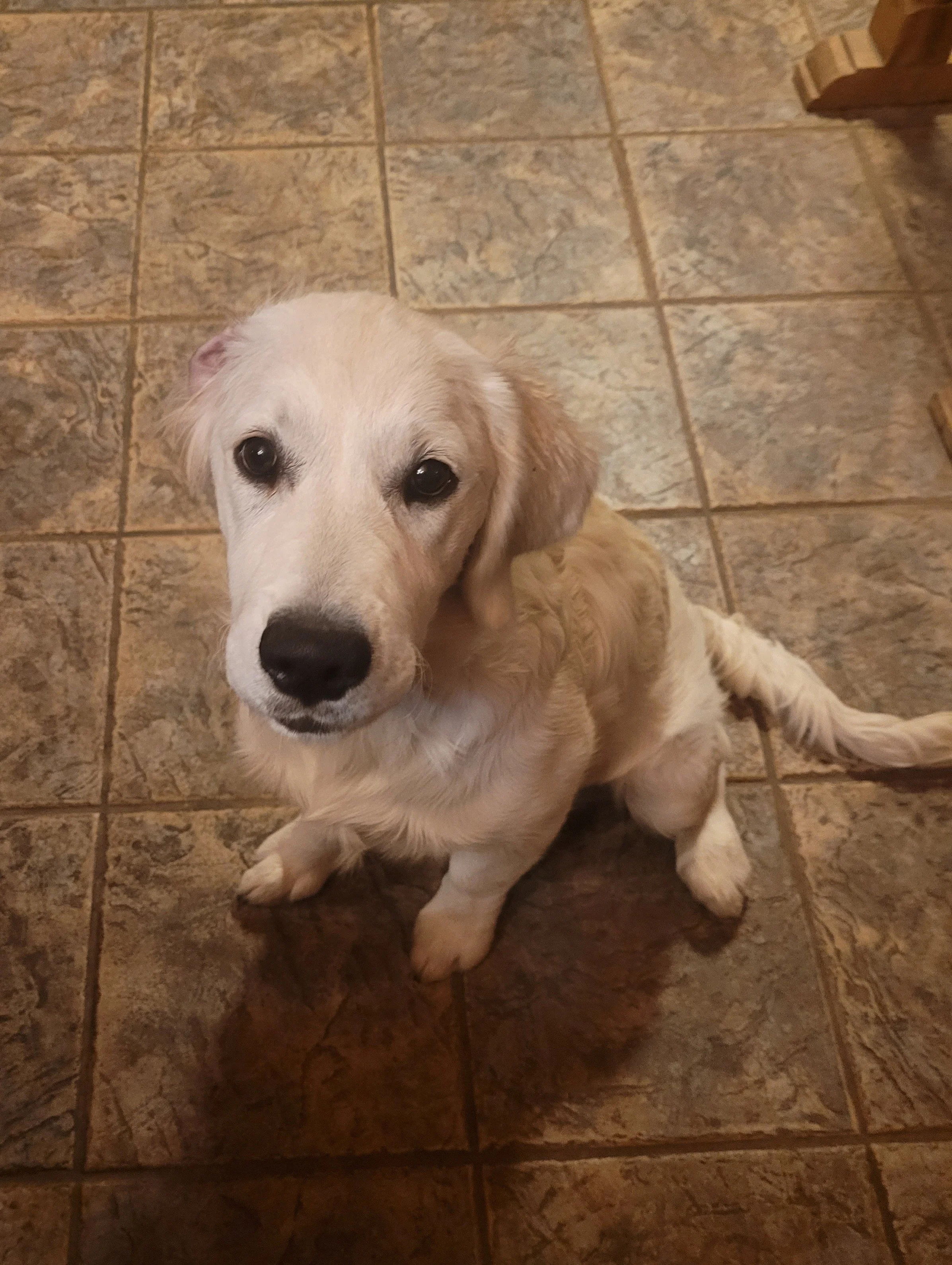 Elsa — Michael Creek Goldens