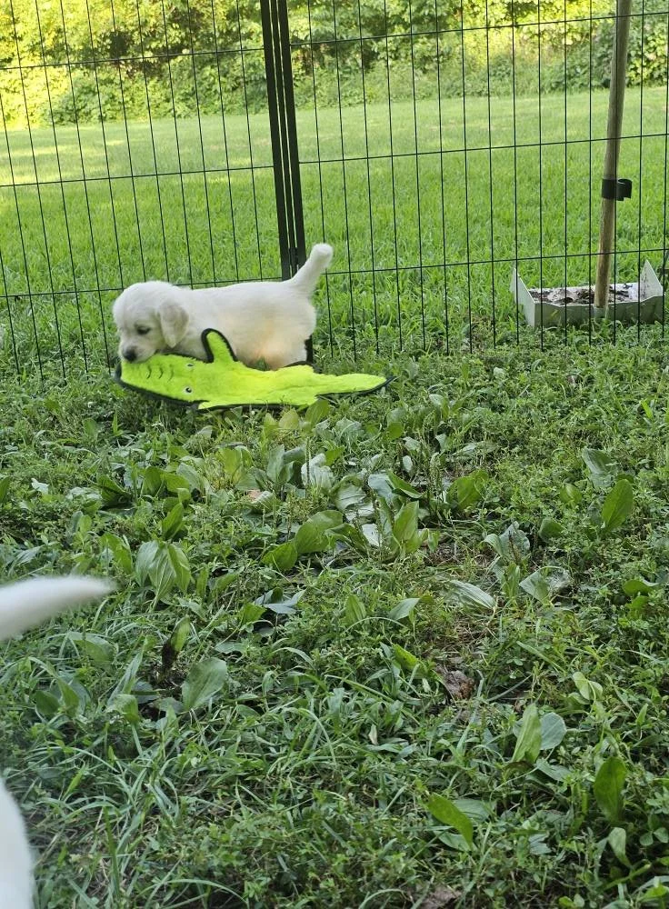 Puppy Playing