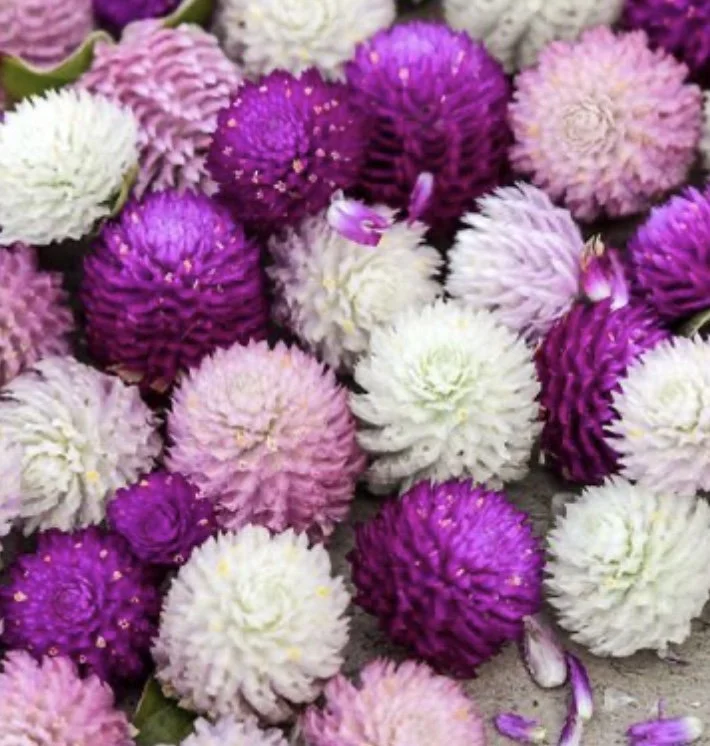 Gomphrena: Globosa Mix