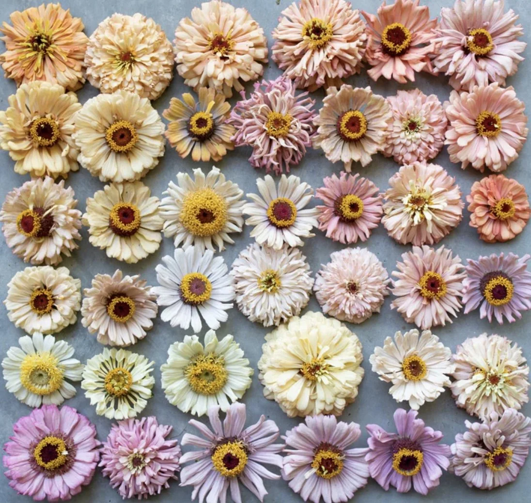 Zinnia: Dawn Creek Pastels