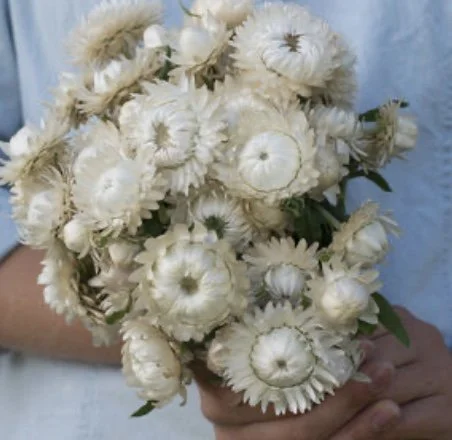 Strawflower: Vintage White