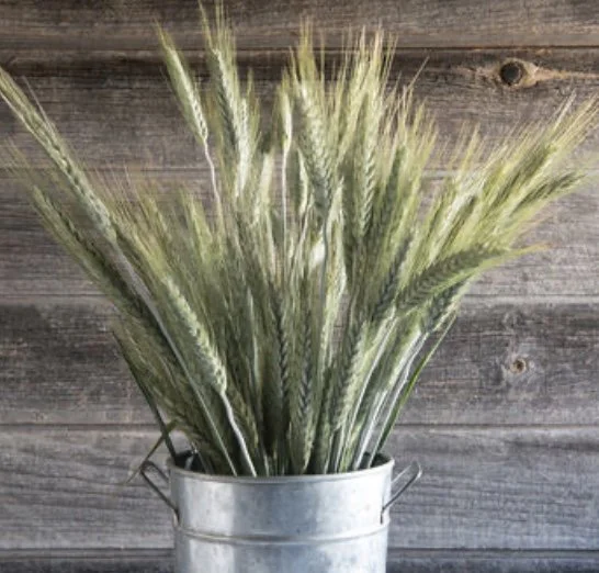Grass: Silver Tip