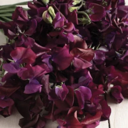 Sweet Pea: Midnight