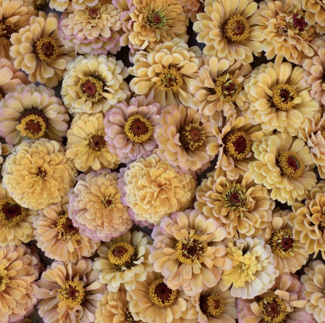 Zinnia: Golden Hour