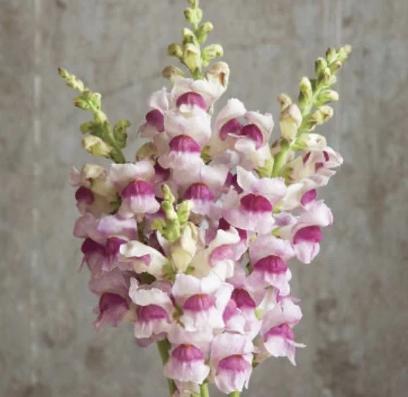 Snapdragon: Potomac Plumblossom