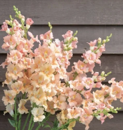 Snapdragon: Chantilly Light Salmon