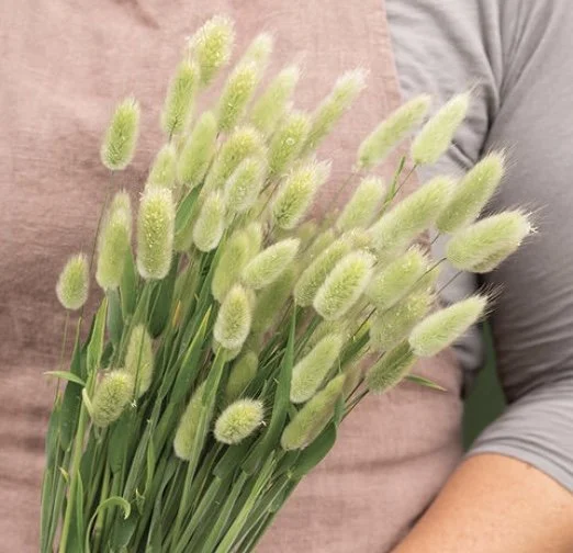 Grass: Hares Tail