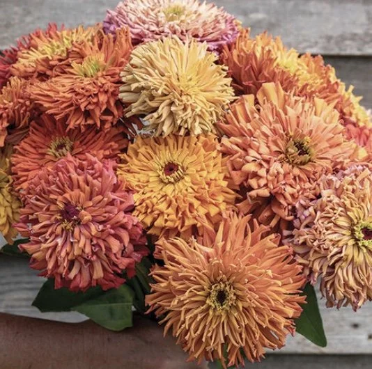 Zinnia: Agave