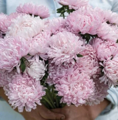 Aster: Souffle Pink