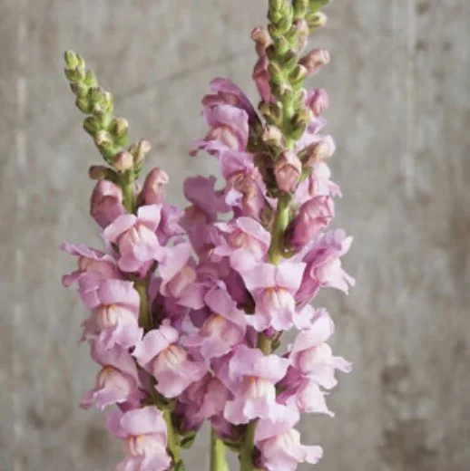 Snapdragon: Potomac Lavender