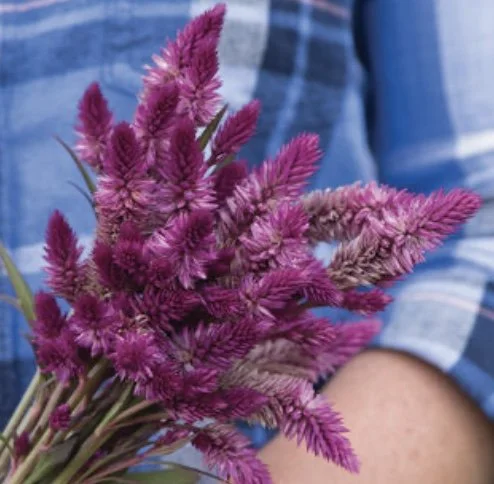 Celosia: Ruby Parfait