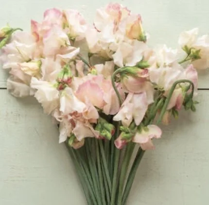 Sweet Pea: Bix